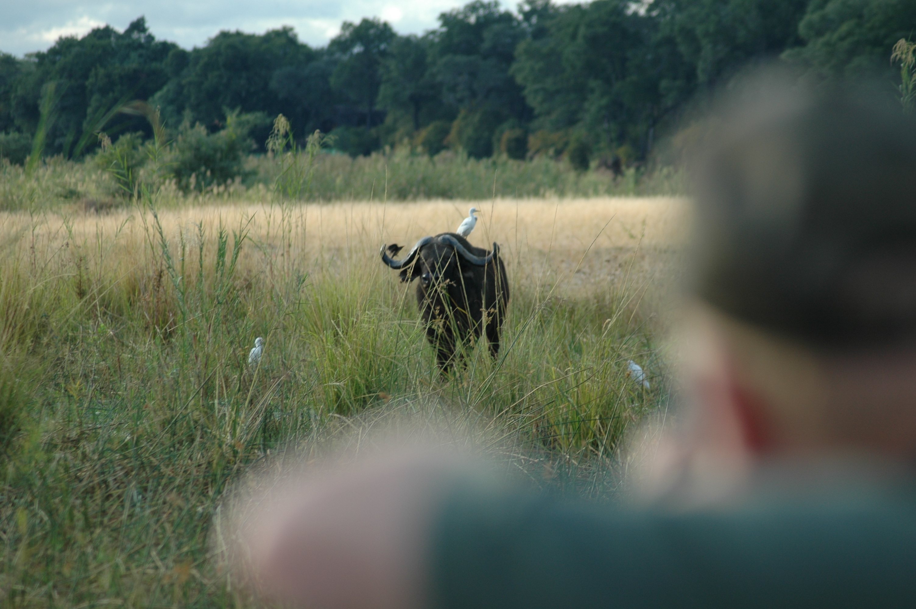 This is the kind of encounter buffalo hunters hope for. If you can get this close, iron sights are wonderful. Problem is, with herd animals like buffalo, getting within sure iron sight range isn’t always possible.